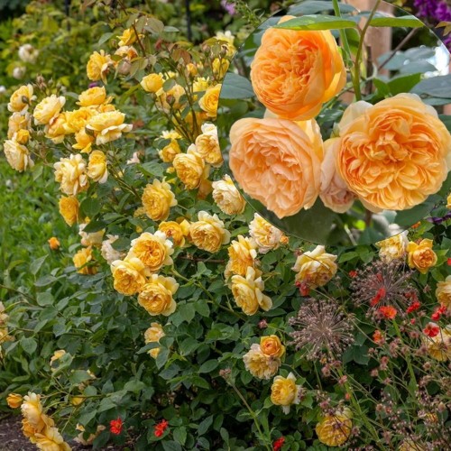 Rosa 'Bring Me Sunshine' - Roos 'Bring Me Sunshine' C4/4L